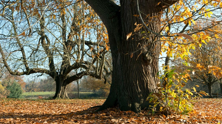 Chestnut trees in autumn at Greys Court, Oxfordshire